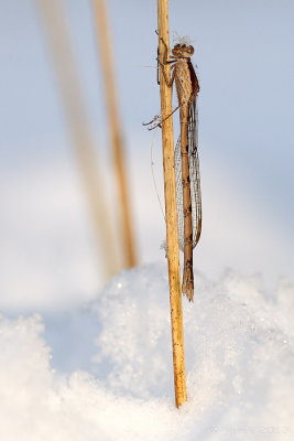 Bruine winterjuffer/Sympecma fusca ♀