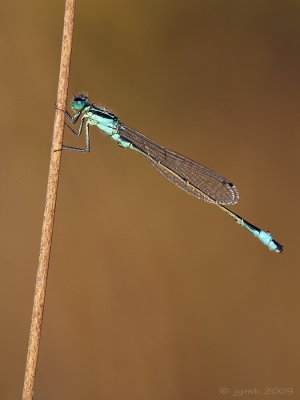 Lantaarntje/Ischnura elegans ♂