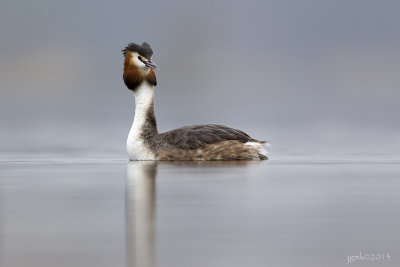 Fuut/Great crested crebe