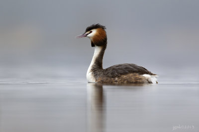 Fuut/Great crested crebe