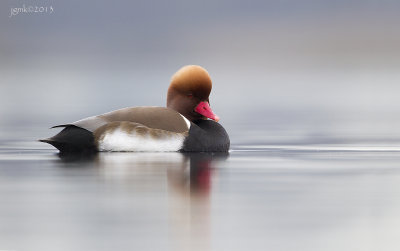 Krooneend/Red-crested Pochard