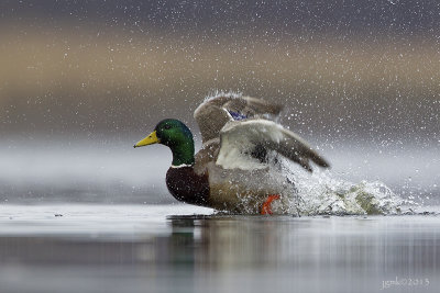 Wilde eend/Mallard