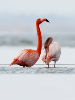 Flamingo/Greater flamingo