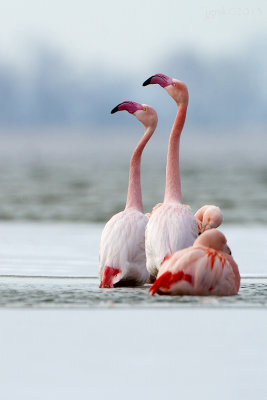 Flamingo/Greater flamingo