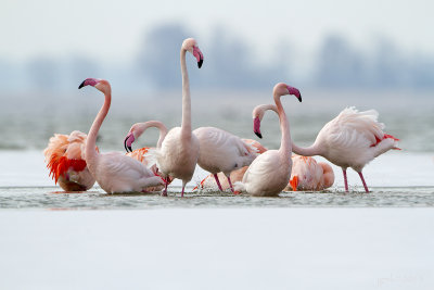 Flamingo/Greater flamingo