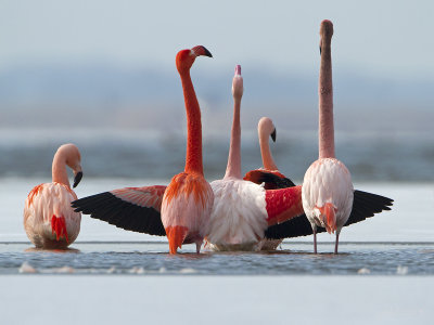 Flamingo/Greater flamingo