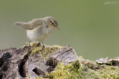 Tjiftjaf/Chiffchaff