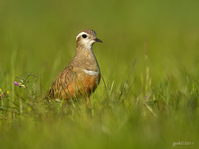 Morinelplevier/Dotterel