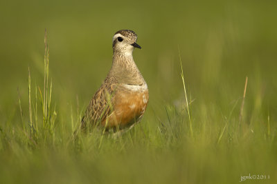 Morinelplevier/Dotterel