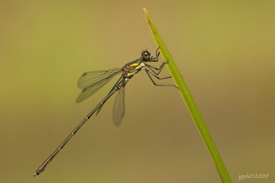 Houtpantserjuffer/Chalcolestes viridis ♂