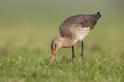 Grutto/Black-tailed godwit