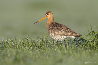 Grutto/Black-tailed godwit