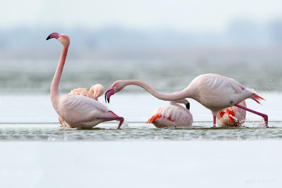 Flamingo/Greater flamingo