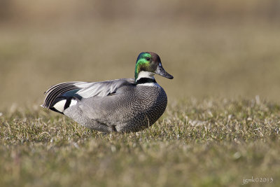 Bronskopeend/Falcated duck