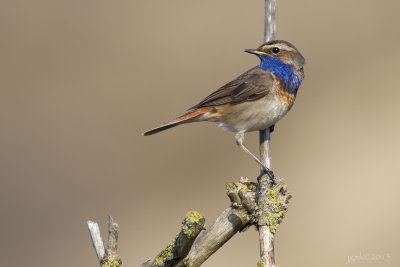 Blauwborst/Bluetroath