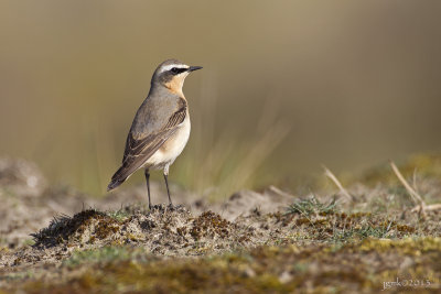 Tapuit/Northern wheatear