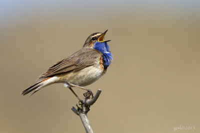 Blauwborst/Bluetroath