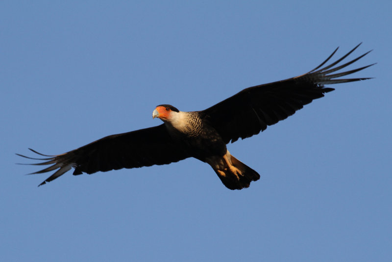 Northern Crested Caracara (Caracara cheriway)