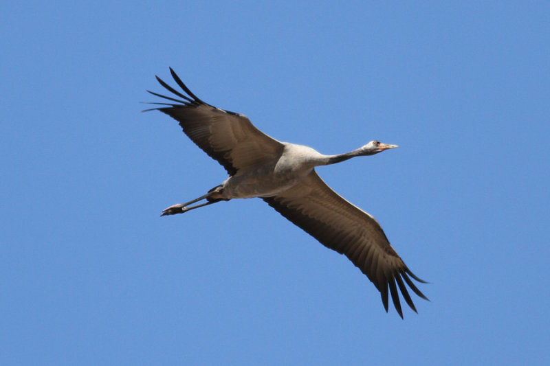 Common Crane (Grus grus) - trana