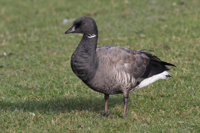 Brent Goose (Branta b. bernicla) - prutgs