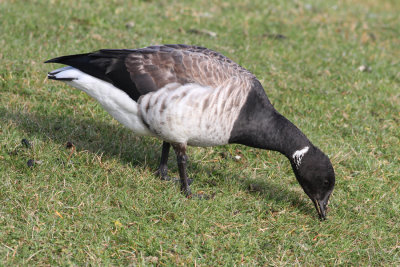 Light-bellied Brent Goose (Branta bernicla hrota) - ljusbukig prutgs