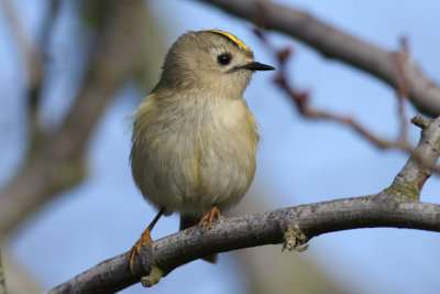 Goldcrest (Regulus regulus) - kungsfgel