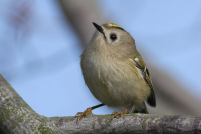 Goldcrest (Regulus regulus) - kungsfgel