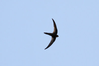 Plain Swift (Apus unicolor) - enfrgad seglare