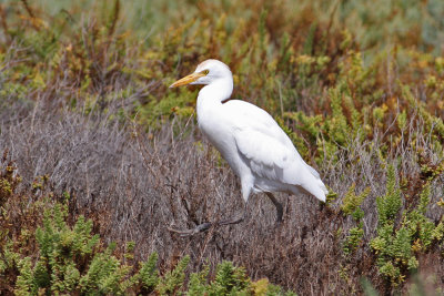 Cattle Egret (Bubulcus ibis) - kohäger
