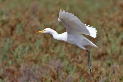 Cattle Egret (Bubulcus ibis) - kohäger