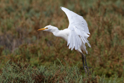 Cattle Egret (Bubulcus ibis) - kohäger