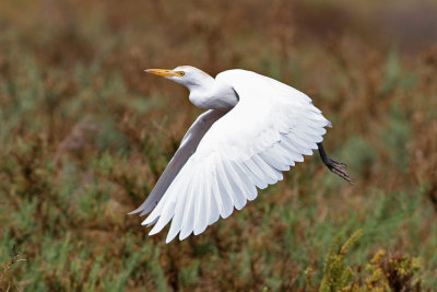 Cattle Egret (Bubulcus ibis) - kohäger