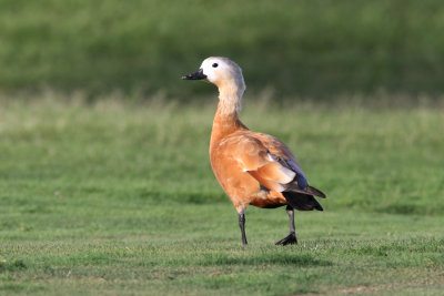 Ruddy Shelduck (Tadorna ferruginea) - rostand