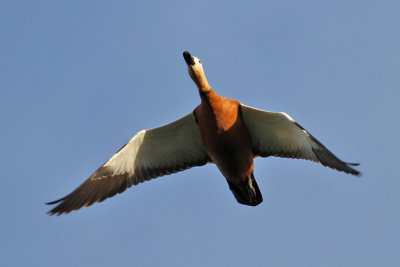Ruddy Shelduck (Tadorna ferruginea) - rostand