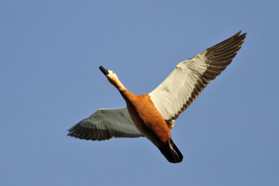 Ruddy Shelduck (Tadorna ferruginea) - rostand