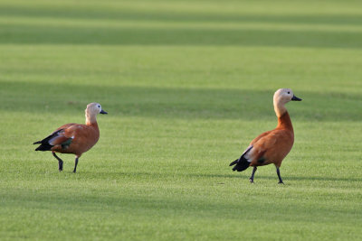 Ruddy Shelduck (Tadorna ferruginea) - rostand