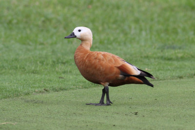 Ruddy Shelduck (Tadorna ferruginea) - rostand