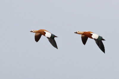 Ruddy Shelduck (Tadorna ferruginea) - rostand