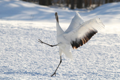 Red-crowned Crane (Grus japonensis) - japansk trana