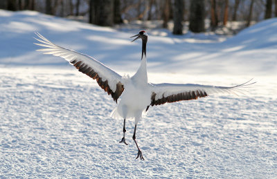 Red-crowned Crane (Grus japonensis) - japansk trana