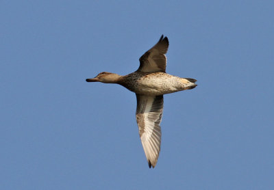 Green-winged Teal (Anas carolinensis) - amerikansk kricka