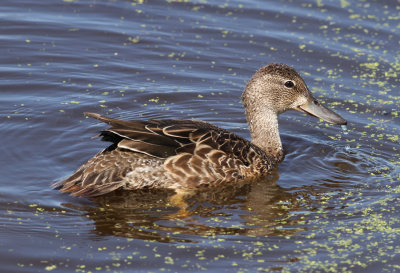 Blue-winged Teal (Anas discors) - blvingad rta