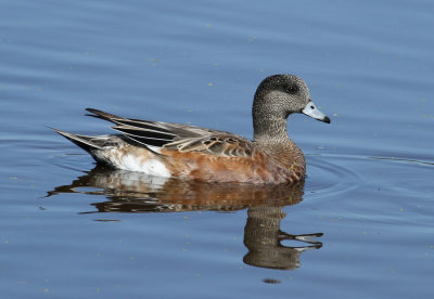 American Wigeon (Anas americana) - amerikansk blsand