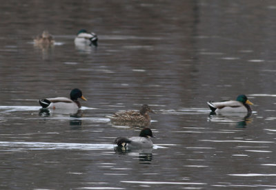 Falcated Duck (Anas falcata) with Mallards - praktand 