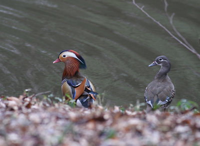 Mandarin Duck (Aix galericulata) - mandarinand