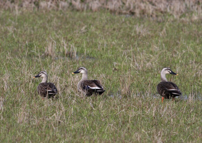 Eastern Spot-billed Duck (Anas zonorhyncha) - Kinesisk flcknbband