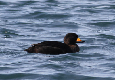 American Scoter (Melanitta americana) - amerikansk sjorre