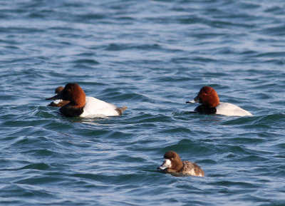 Canvasback (Aythya valisineria) - svartnbbad brunand, with Common Pochard and Greater Scaup