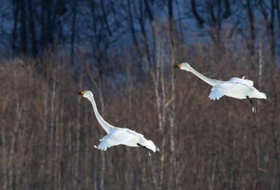 Whooper Swan (Cygnus cygnus) - sngsvan