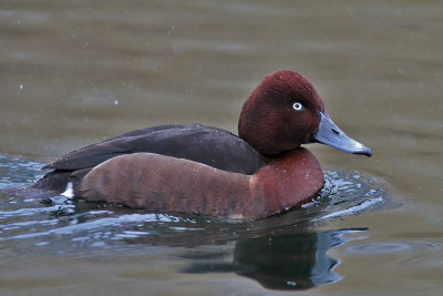 Ferruginous Duck (Aythya nyroca) - vitgd dykand